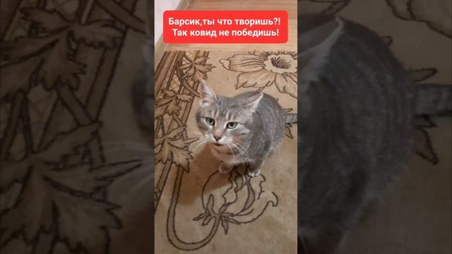 Прикол с котом!