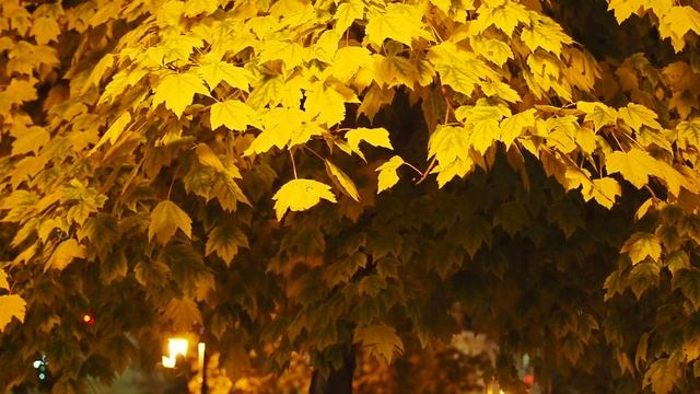 Осенний вечер, Сквер Ермакова в Муроме, 12 октября 2020 (Патриция Каас), Autumn evening, Ermakova