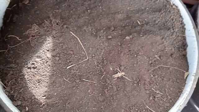 Еду в лес за землёй. Готовлю вкусняшку для будущих укоренённые черенков.