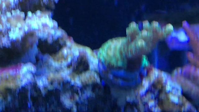 200 gallon JEBAO reef tank Coral run through