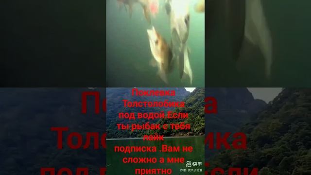 Поклёвка толстолобика под водой