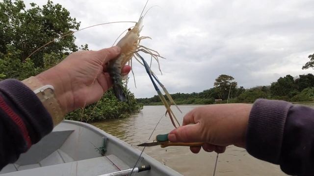 MEMANCING UDANG GALAH | TESTING SHIMANO SAHARA FJ C2000S | Memancing Udang Galah | VLOG #3