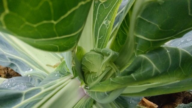 Капуста цветная Купеческая
