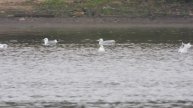 Чайки на отмели, предотлётная стая, наблюдение птиц в Великом Новгороде, 6 октября 2024