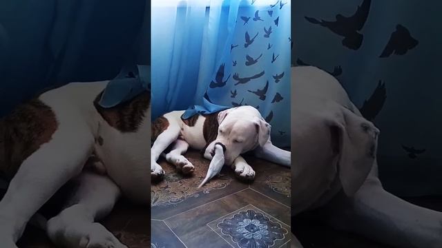 американский бульдог #shortvideo #funny #dog #puppy #shortsclip #americanbulldog