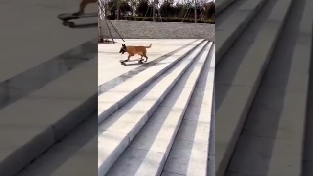 моя собака катается на скейте.