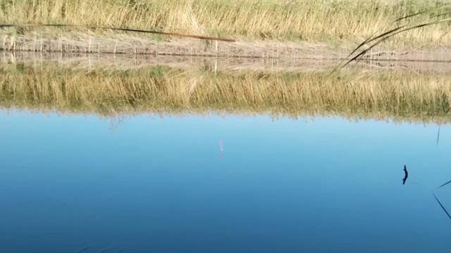 Рыбалка на поплавок и фидер на притоке Дона. Вода ушла, но рыбка осталась!