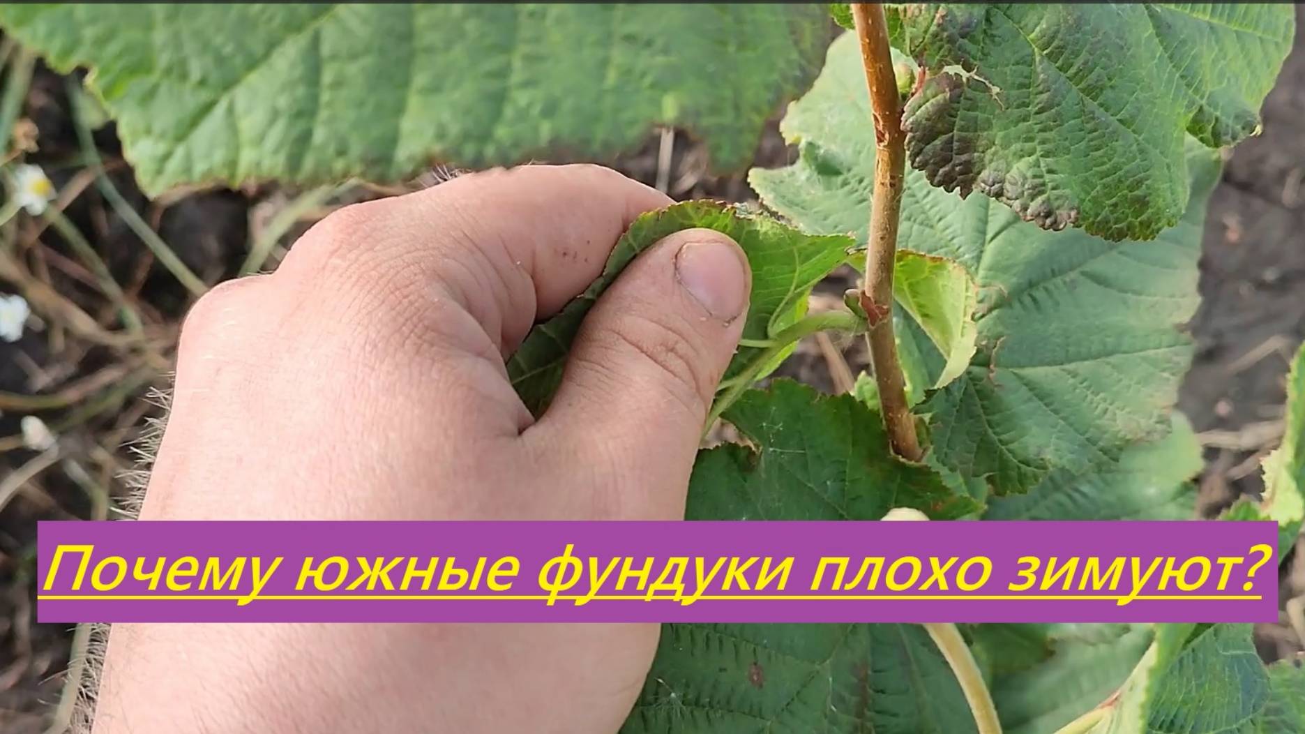 Фундук в средней полосе (Татарстан). Почему южные фундуки плохо зимуют?