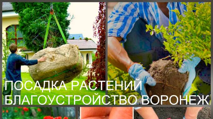 Озеленение участка и посадка растений в Воронеже