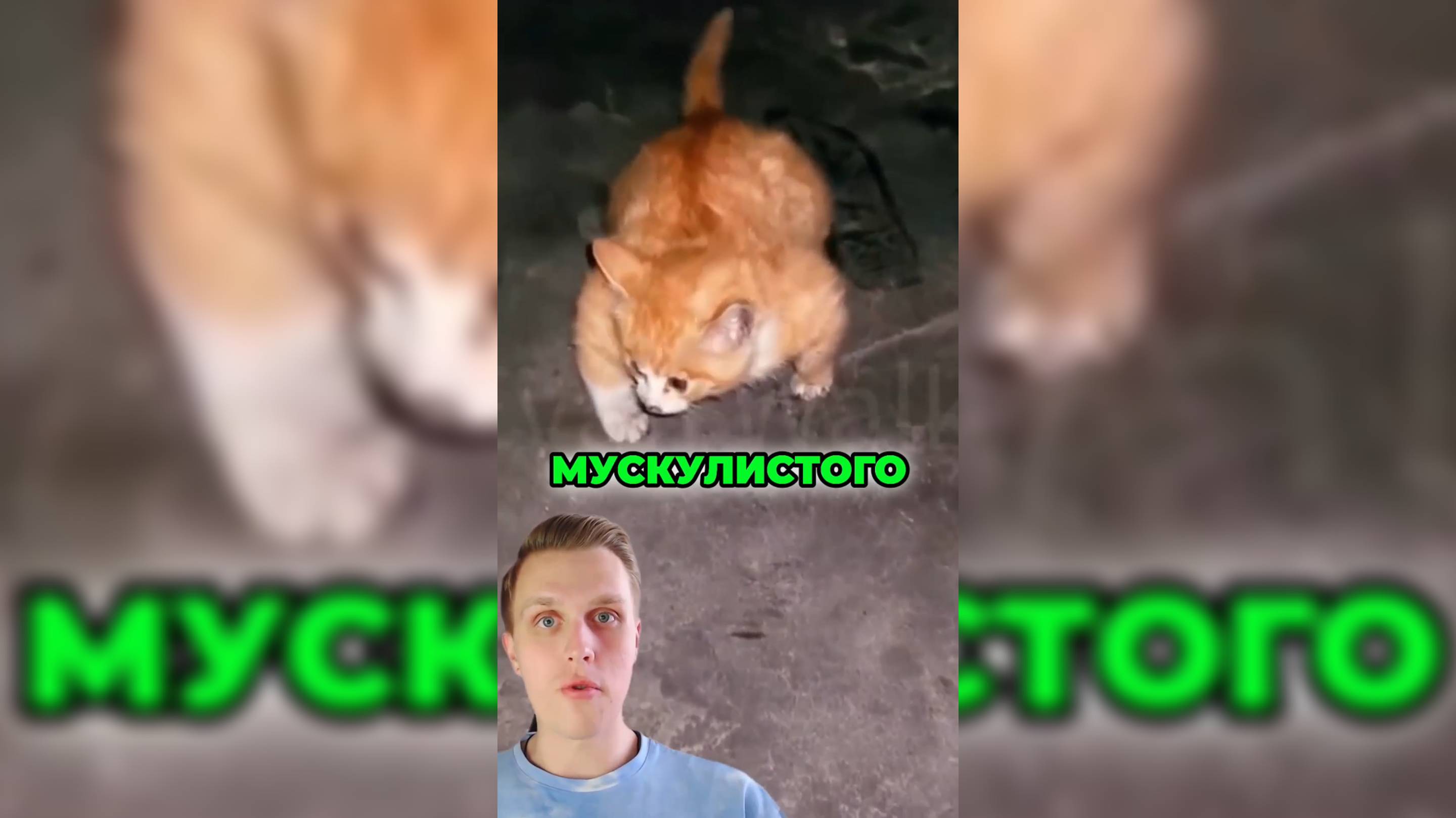 СПАС МУСКУЛИСТОГО КОТЕНКА!