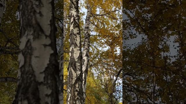 30.09.24 Теплый осенний день🍁