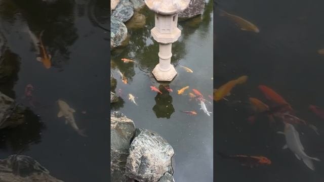 Краснодар