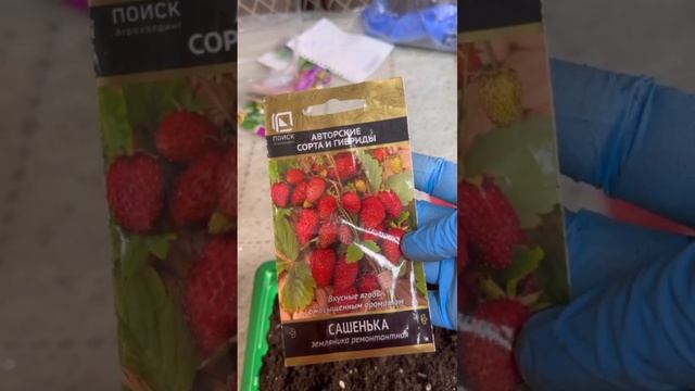 Сеем землянику🍓