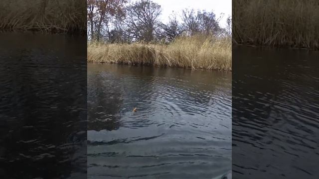 Вот она давит...! рыбалка на спиннинг. ловля щуки на воблеры осенью в ноябре.