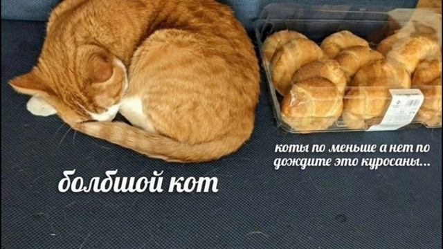 мемы про котов