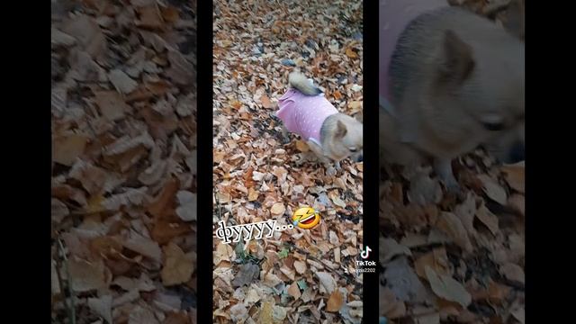 Любимыепитомцы чихуа Гера ❤🐶 смешные собачки