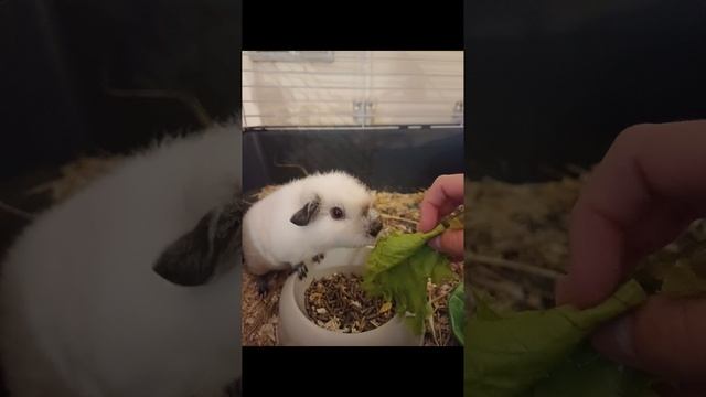 ЗНАКОМСТВО С АСЕЙ🐹🎀🐾