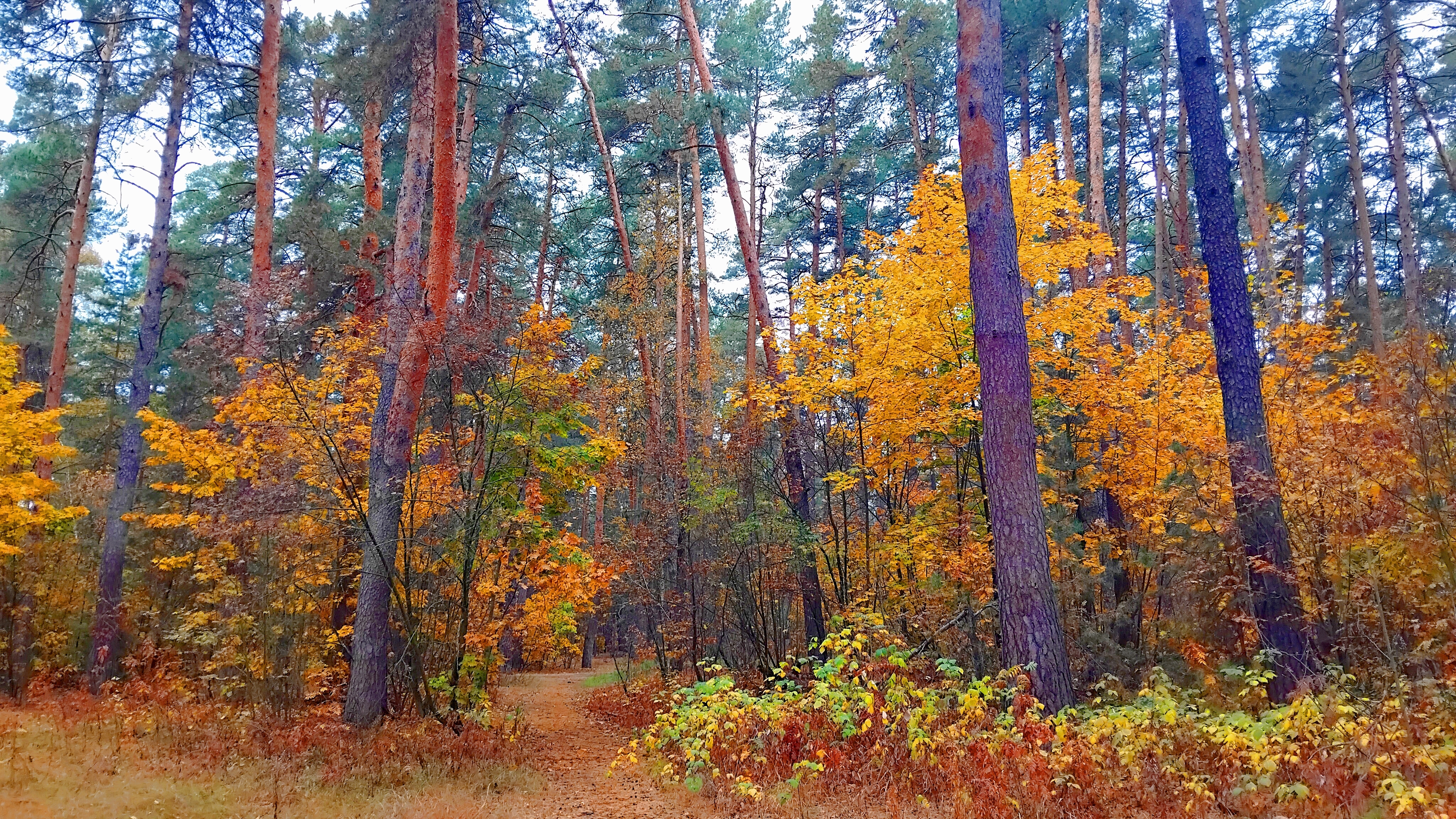 КРАСКИ ОСЕНИ