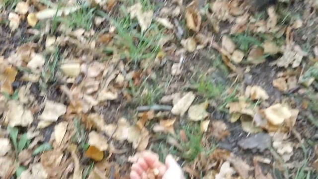 Squirrel feeding. Filmed  Pivothead glasses