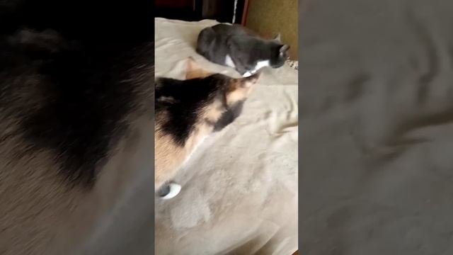 #кошкасобакаБусяиБася