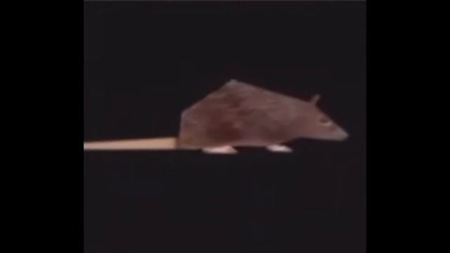 fat rat spinning for 6 seconds