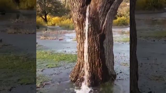 В деревне Диноса в Черногории есть старое тутовое дерево возрастом около 150 лет. Это дерево фонтани