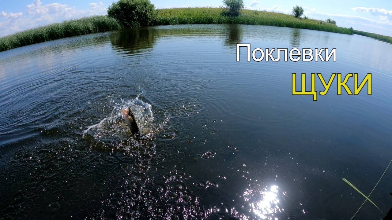 Ловля щуки на мелководье с берега. Рыбалка на спиннинг летом.