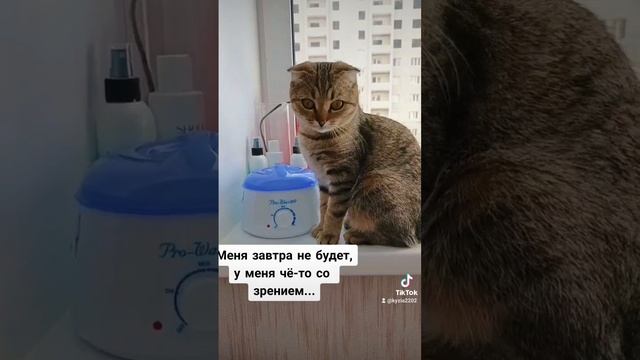 Луна ❤ 😻 кошечка любимые_питомцы смешные котики