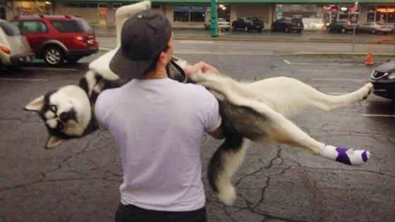 Самый смешной хаски 🐶 Самое умное существо на Земле 😂 Смешные видео с собаками