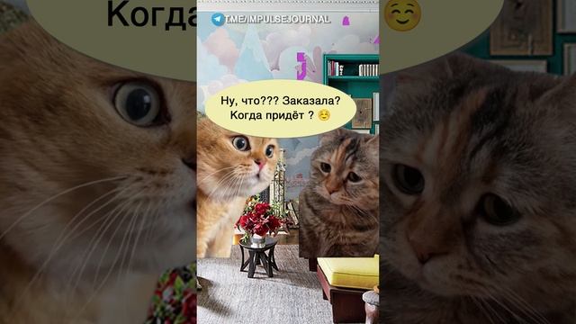 Онлайн распродажа #мыкотики #вмем #разговор #анекдот #шутки #кот #юмор #смешное #прикольно #мемы