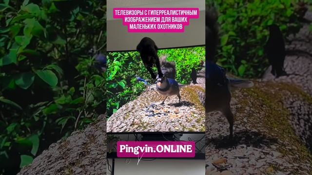 Идеальные телевизоры на Pingvin.ONLINE