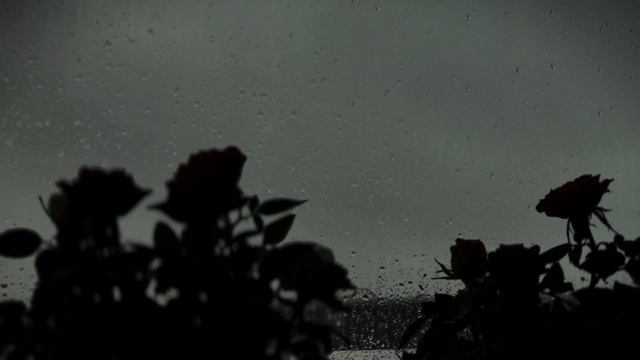 The rainy day #rain #cozy #windows #whitenoise #spring #flower#lugn