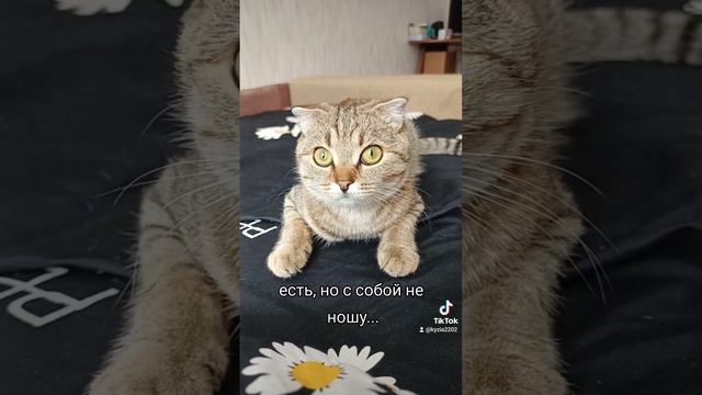 Есть ли совесть? Кошечка Луна ❤ 😻 любимые_питомцы