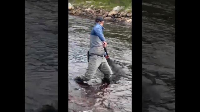 Первый день рыбалки на Кольском полуострове. Лумбовка #shorts #нахлыст #flyfishing #семга #кольский