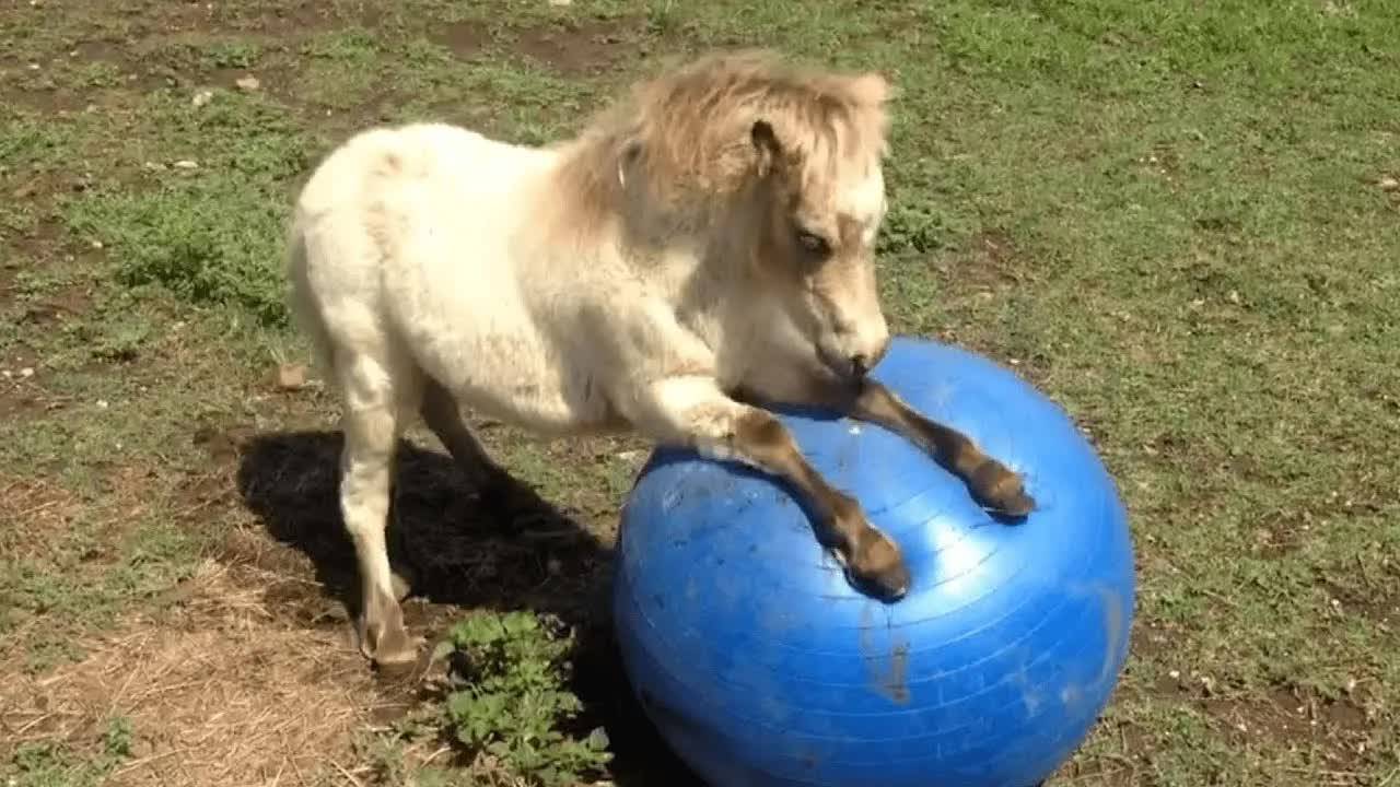 ТЫ СМЕЕШЬСЯ, ТЫ ПРОИГРАЛ 🤣 Лучшее смешное видео о животных 2024 года 🤣