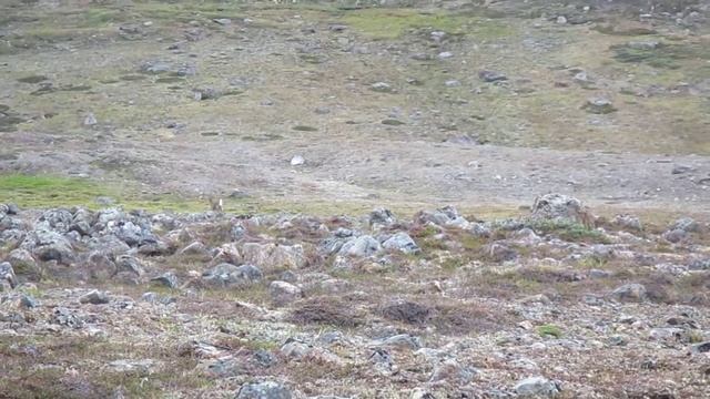 Deer in Greenland