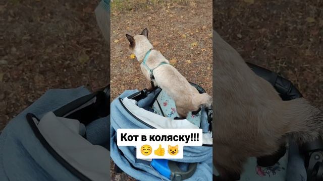 Кот в коляску 👍