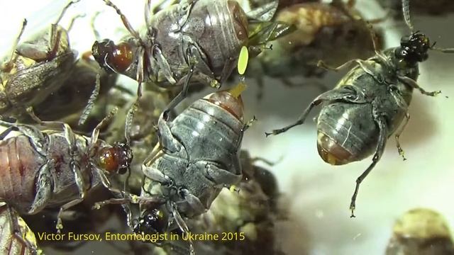 Under Microscope: Oviposition of Bean Weevil Megabruchidius dorsalis: Unique Moment!