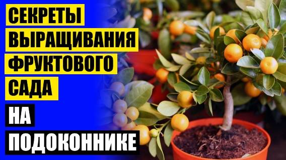 ⭐ МИНИ ДЕРЕВО ЛИМОН ЦЕНА ⚠ КОМНАТНЫЕ ФРУКТОВЫЕ ДЕРЕВЬЯ КУПИТЬ 🎯