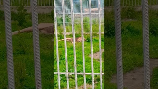 Король лев. Алтайский зоопарк The Lion King. Altai Zoo