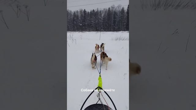 Хаски в глубоком снегу и на перемёте