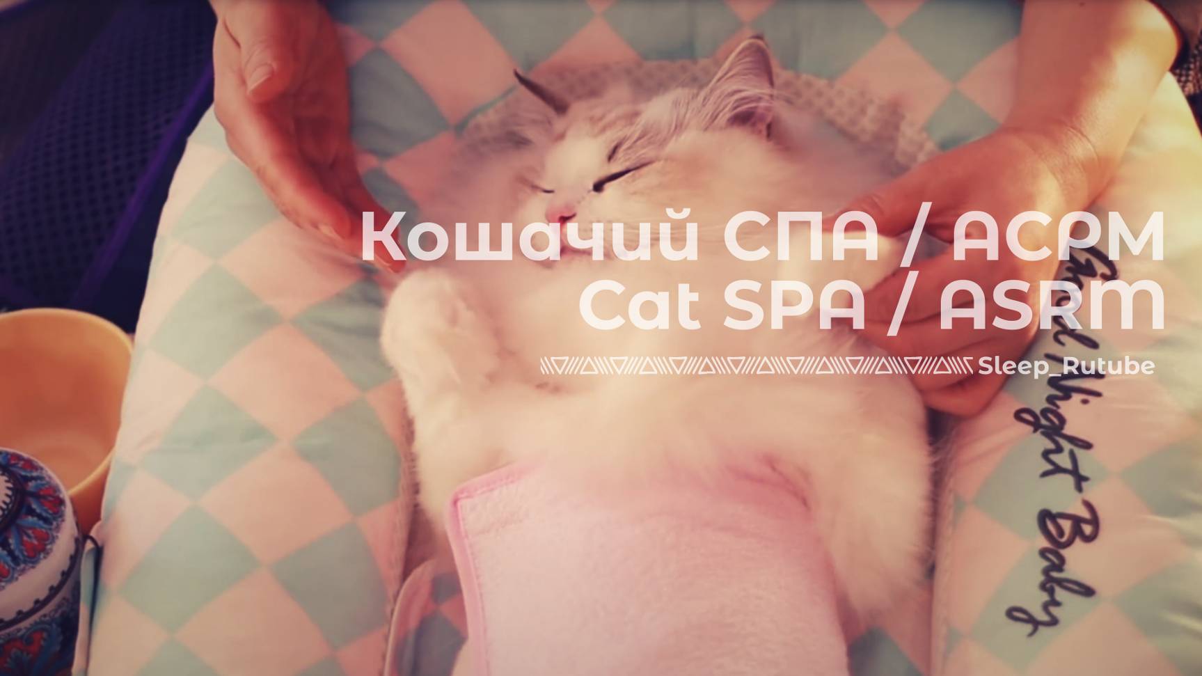 Кошачий СПА / АСРМ | Cat SPA | ASRM