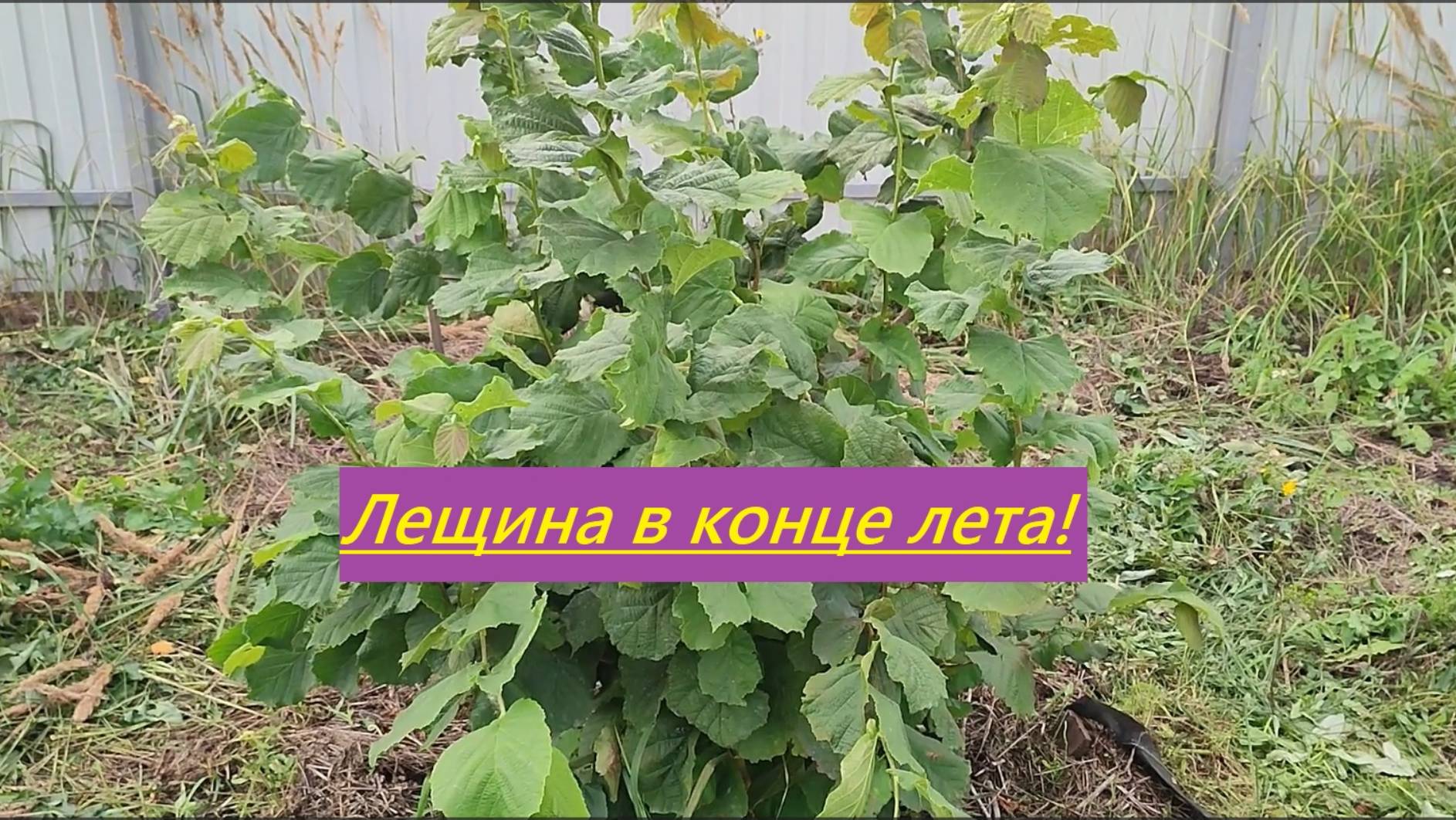 Вызревание почек на фундуке и медвежьем орехе в средней полосе (Татарстан). Август