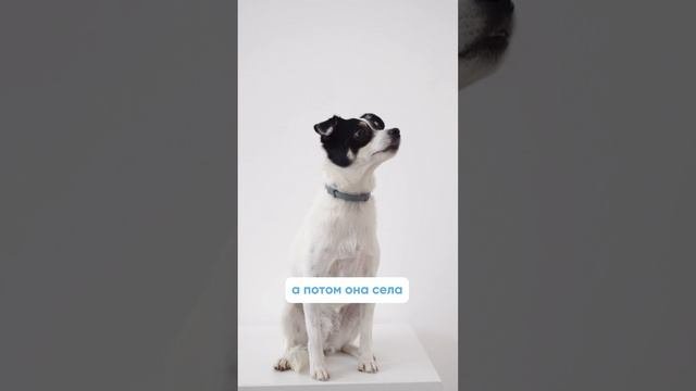 Самая частая ошибка при поощрении собаки едой❗️