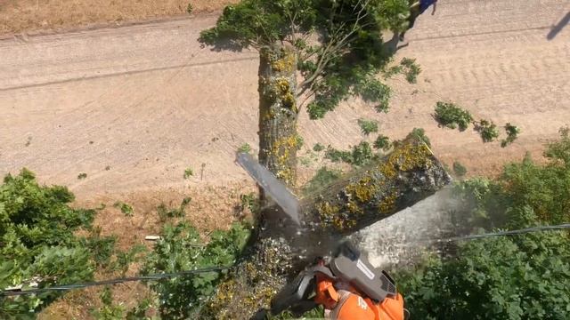 Арбористика‼️Аккуратный спил двух деревьев🌳 Arboristics!!️ Neatly cut down two trees🌳