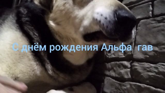 шарик поздравляют Альфу с днём рождения