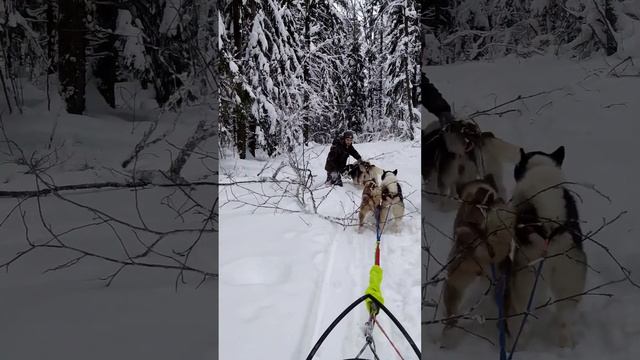 Как мы тренируем своих Хаски часть 6 #гонкинасобачьихупряжках