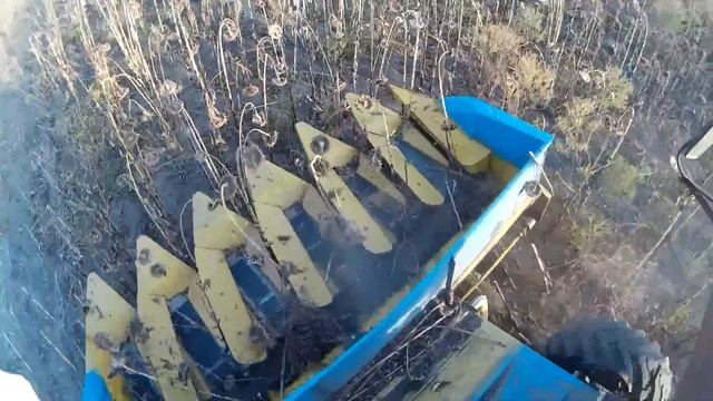 Уборка подсолнуха 2015 Нивой СК-5 / Mowing of sunflower 2015 by the NIVA СК- 5