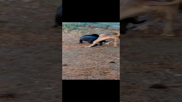 Знакомство Ам Стафф