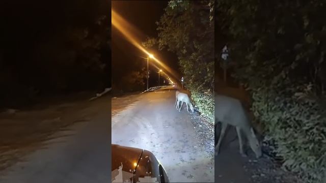 В Краснодаре в районе улицы Береговой снова замечены олени. 🦌